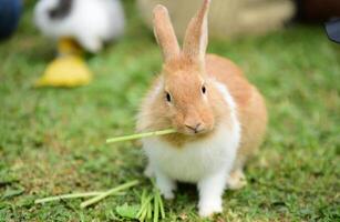 La famille des lapins sort pour jouer sur la pelouse verte photo