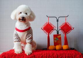 adorable blanc caniche chien portant chinois Nouveau année tissu avec pendaison pendentif, rouge enveloppe ou ang pao mots signifier dragon et bien la chance et des oranges sur rouge tissu sol. photo