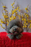 adorable noir caniche chien portant chinois Nouveau année tissu avec Jaune Cerise fleur sur rouge tissu sol. photo