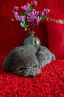adorable noir caniche chien en train de dormir sur rouge tissu sol avec magnolia fleurs pour chinois Nouveau année concept. photo