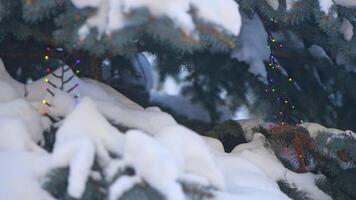 coloré guirlande sur une bleu épicéa couvert avec neige. photo