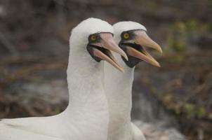 courtiser les fous de nazca aux galapagos photo