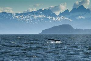 Fluke baleine à bosse et île de Baranof, Alaska photo