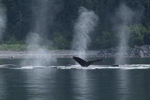 Les baleines sonnent et soufflent dans le détroit glacé, en Alaska photo