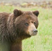 les yeux dans les yeux avec l'ours brun photo