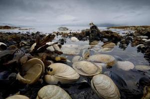 coquilles sur la plage pendant la tempête photo