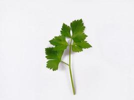 Vue de dessus paysage feuilles de céleri isolés sur fond blanc photo