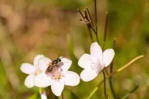 cette jolie à ailes brunes transpiration abeille a été vu dans cette image collecte le nectar de le Virginie printemps beauté. cette peu insecte a été portion à féconder cette fleurs sauvages dans le champ. photo