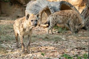 hyène tachetée au zoo photo