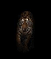 tigre du bengale dans le noir photo