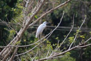 une cigogne repos sur une arbre photo