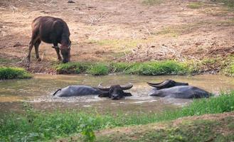 buffle d'eau dans un étang de boue photo