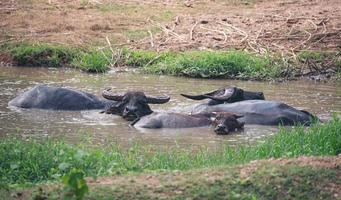 buffle d'eau dans un étang de boue photo