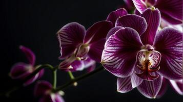 ai généré orchidée fleur sur une noir Contexte photo