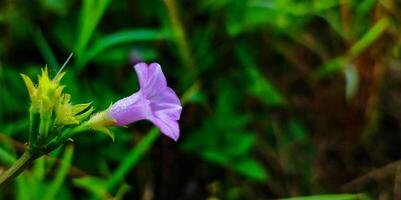 violet fleurs grandir sauvage dans le jardin photo