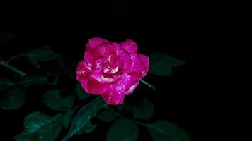 magnifique Rose à nuit vue photo