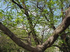 Naturel scène avec des arbres Contexte photo