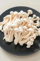 champignon de hêtre blanc ou champignon reishi blanc photo