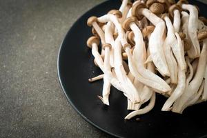 champignon de hêtre brun frais ou champignon reishi noir