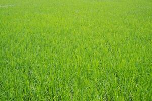 vert riz champ dans le campagne photo