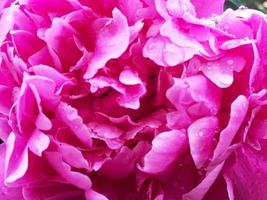 la photo colorée montre une pivoine fleurie avec des feuilles