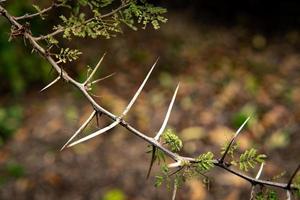 branche d'arbre avec des épines et de petites feuilles. partie de la tige avec des épines. arrière-plan flou. nature d'octobre. temps nuageux. photo