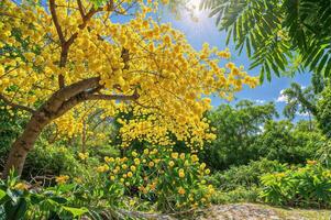 ai généré une mimosa arbre dans plein floraison, ses branches chargé avec duveteux Jaune fleurs et riches vert feuillage, ensemble dans une serein jardin paramètre, symbolisant joie et renouvellement, brillant et animé photo