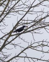 proche en haut coup de le corbeau avec certains OS dans ses le bec sur le hiver journée. concept photo