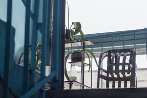 concept coup de le soviétique ère couloir dans le bâtiment avec les plantes et traîneau. concept photo