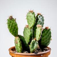 ai généré magnifique gros vert cactus sur blanc Contexte photo
