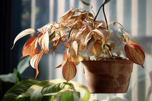 ai généré fané Accueil fleur feuilles dans argile pot, abandonné ornemental végétaux, Accueil végétaux, non conforme se soucier photo