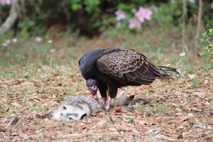 rouge à tête vautour alimentation sur mort sur la route. photo