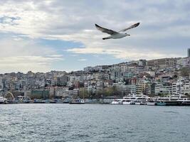mouette en volant plus de le le bosphore avec Istanbul dans le arrière-plan, dinde photo
