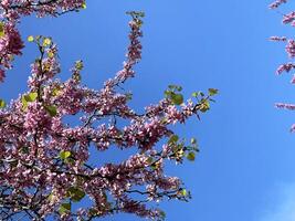 branche de épanouissement arbre sur une bleu ciel Contexte photo