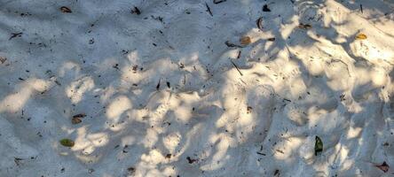 image de blanc le sable plage sur le côte de Brésil sur une ensoleillé photo