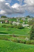 printemps avec épanouissement fruit des arbres dans noir forêt, baden Wurtemberg, Allemagne photo