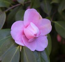 une rose fleur est sur une vert feuille photo