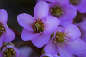 une proche en haut de une bouquet de violet fleurs photo