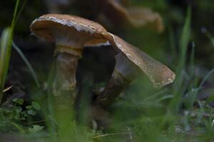 deux champignons sont séance dans le herbe photo