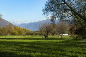 une champ avec une cheval dans il photo