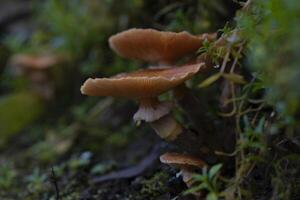 une groupe de champignons croissance sur une mousse couvert sol photo