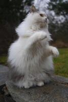 une duveteux blanc chat séance sur une Roche photo
