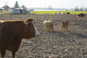 une marron vache permanent dans une champ avec autre vaches photo