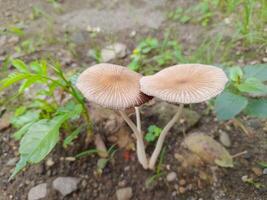 coprinelle micaceus est une saprotrophe espèces, dérivation nutriments de mort et se décomposer biologique matière, et grandit dans et autour moignons ou journaux de feuillus des arbres ou attaché à enterré bois photo