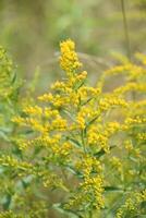 brillant Jaune verge d'or floraison et épanouissement dans le été photo