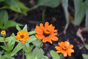 en lambeaux pétales sur une floraison Orange zinnia photo