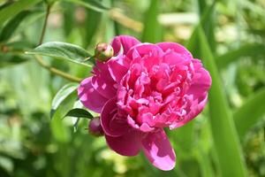 foncé chaud rose pivoines bourgeonnant et floraison photo