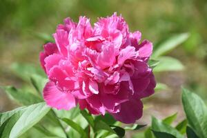 magnifique foncé rose pivoine fleur fleur dans été photo