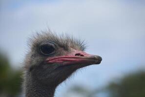 duveteux plumes autour le tête de un autruche photo