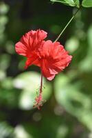 brillant rouge exotique hibiscus fleur dans Floraison photo